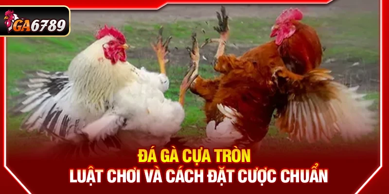 Đá Gà Cựa Tròn Ga6789 - Luật Chơi Và Cách Đặt Cược Chuẩn 1 Đá Gà Cựa Tròn Ga6789 - Luật Chơi Và Cách Đặt Cược Chuẩn